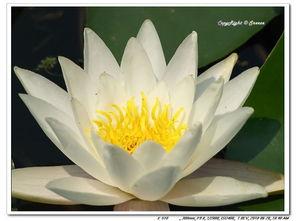 莲花宝座和九色莲花台,神秘佛国之巅的尊贵象征